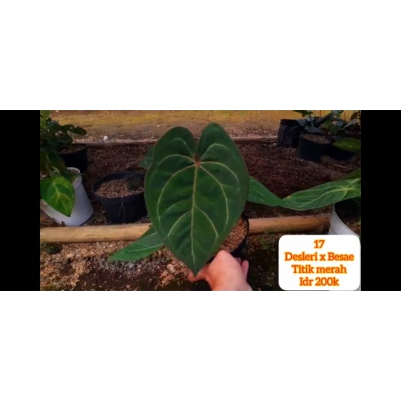 Anthurium Desleri x Besae