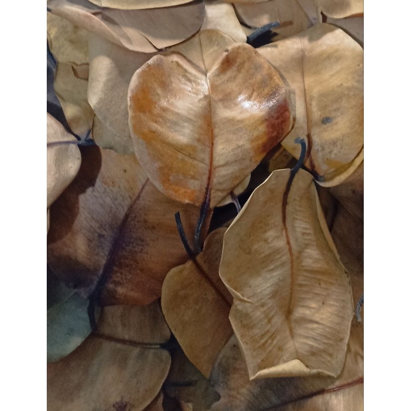 

daun juweet atau jamblang kering