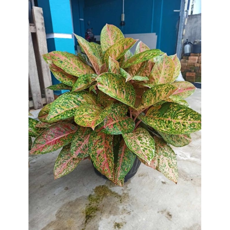 Aglonema Bigroy Jumbo