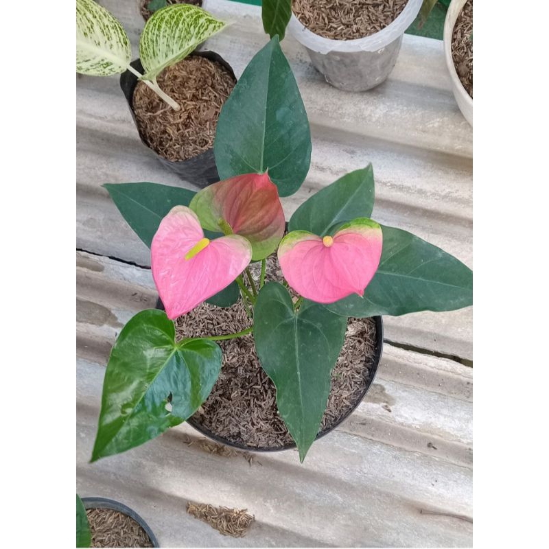 anthurium bunga presiden