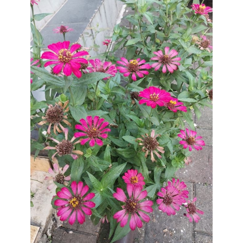 Benih Biji Organik Tanaman Hias Bunga Zinnia