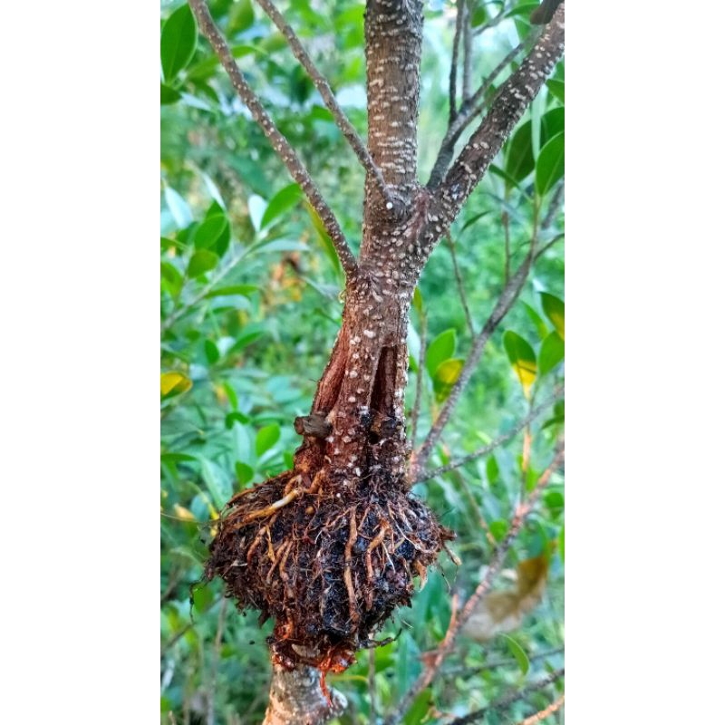 Cangkok Pecah Batang Ficus Kimeng, Ficus Bunut, Iprik silver pucuk merah (Bibit kimeng) (Bibit bunut