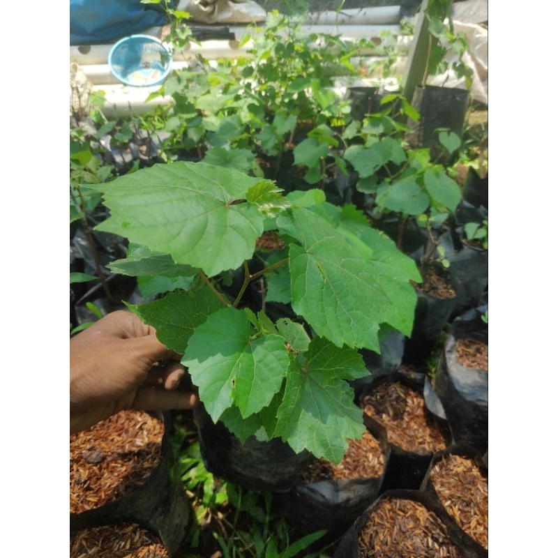 BIBIT RS ANGGUR import kober 5bb rootstock rotstok anggur import