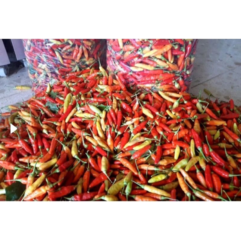 

cabe rawet setan 250