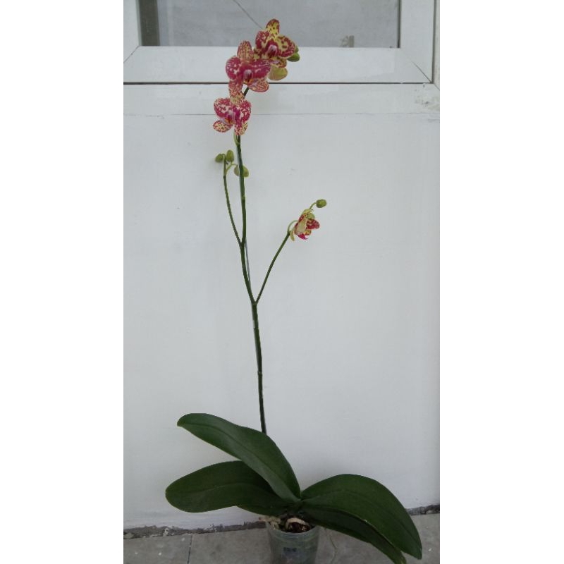 anggrek bulan import taiwan p10