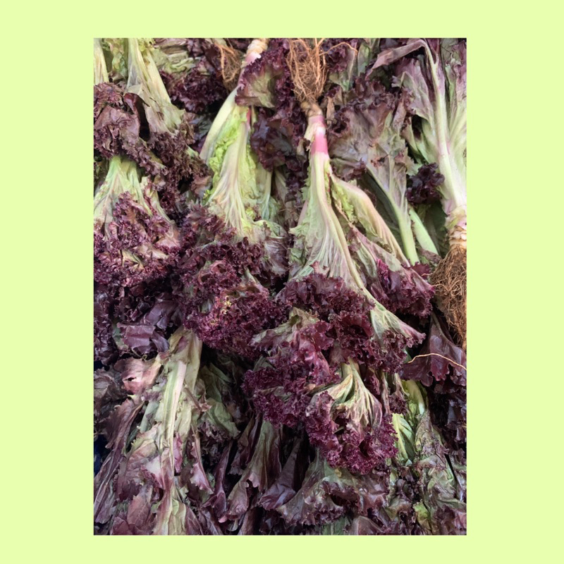 

selada lolorosa / selada merah / lolorosa