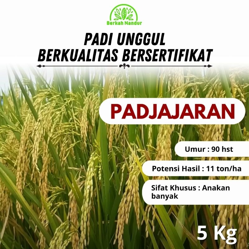 Benih Padi Padjajaran Agritan 5kg Benih Padi Pajajaran Agritan 5kg Padi Unggul