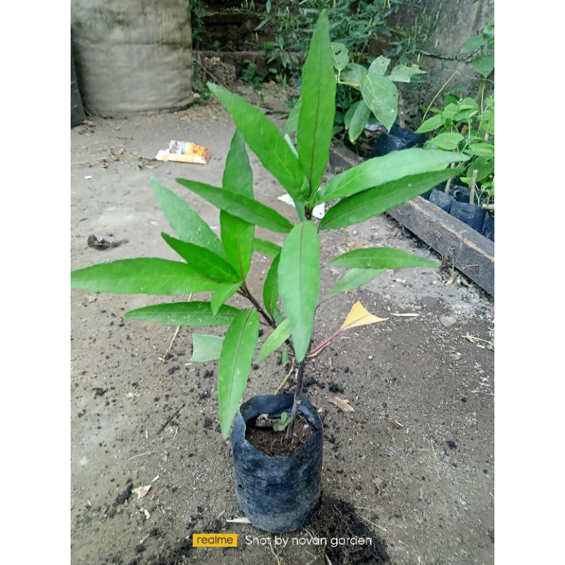 bibit gandarusa | tanaman herbal | tanaman gandarusa | bibit berakar