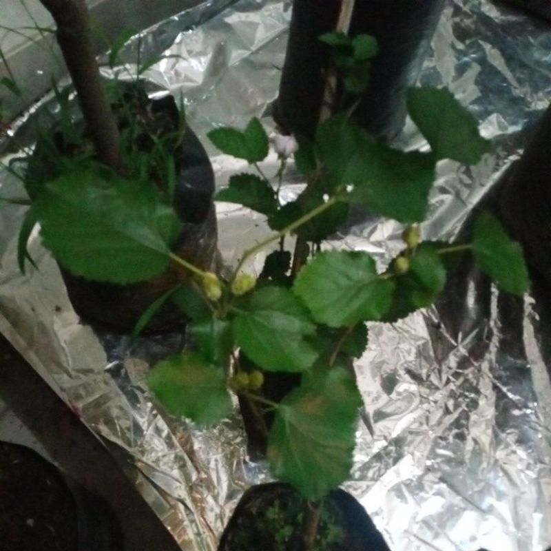 bibit white long murbei