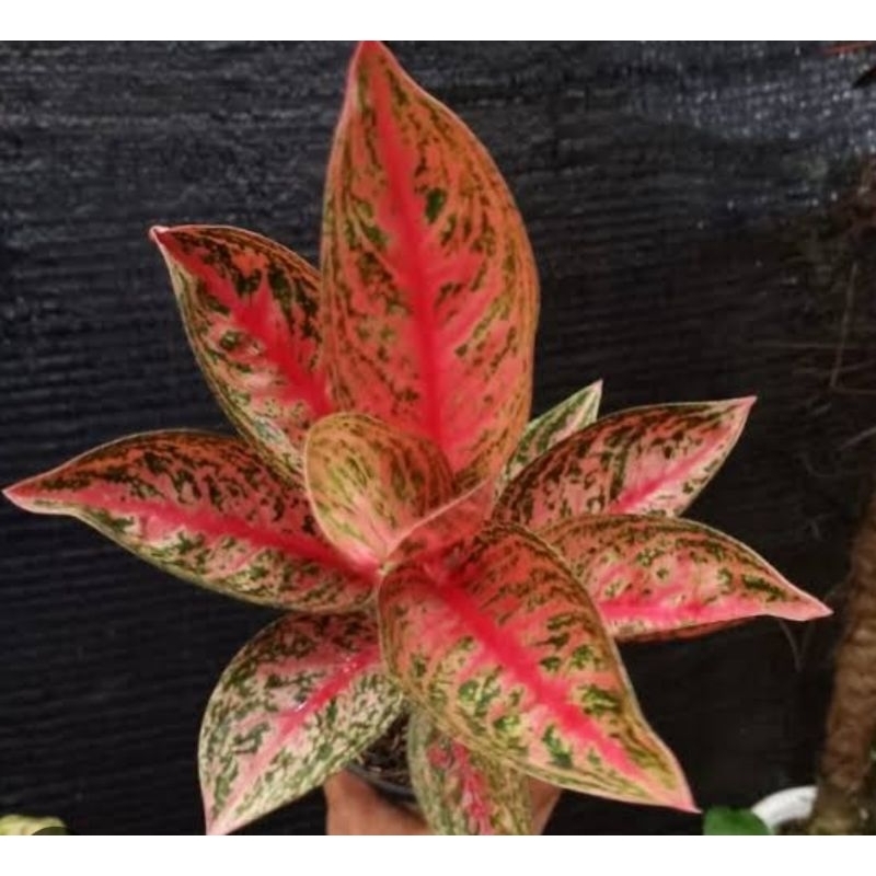 Aglonema Widuri lilin