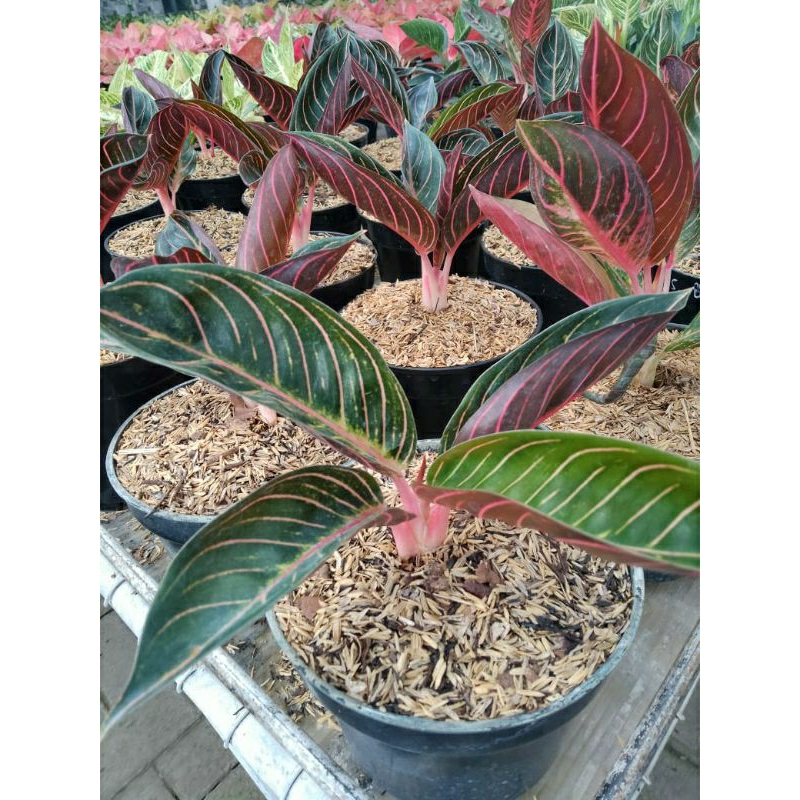 aglonema pride of sumatra