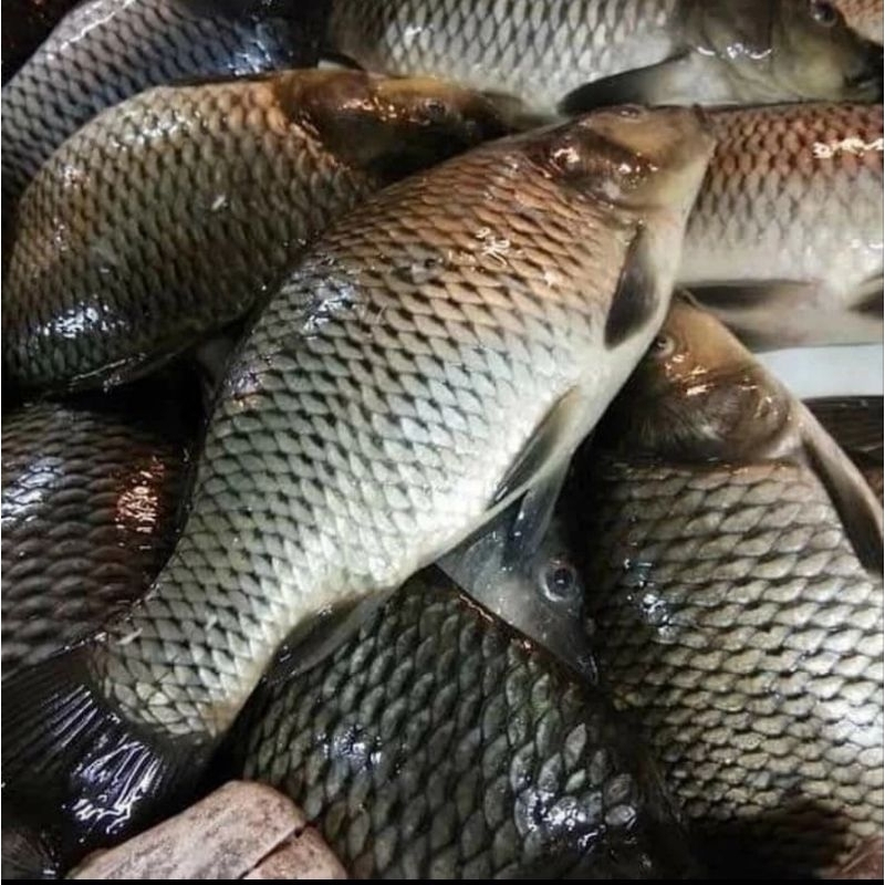 

IKAN MAS FRESH 500gr