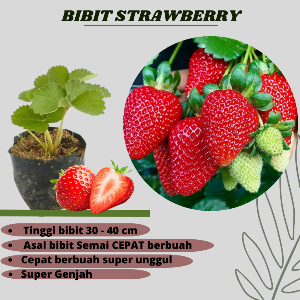 BIBIT STRAWBERRY JUMBO CEPAT BERBUAH