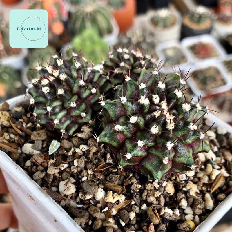 Gymnocalycium Trex x daydream Hybrid Cluster Triple Heads kaktus gymno mihanovichii miha day dream m