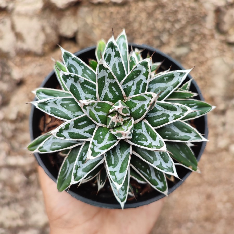 Agave Victoriae Reginae | DP 10cm | Agave