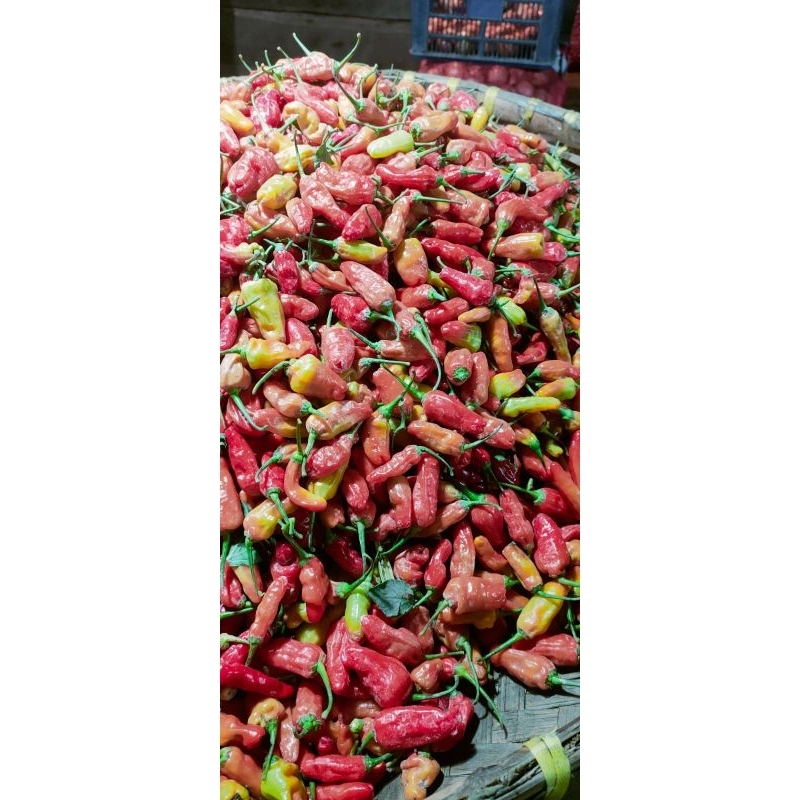 

cengek cabe rawit 1kg
