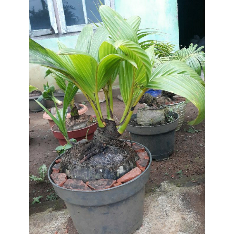 bonsai kelapa cabang tiga