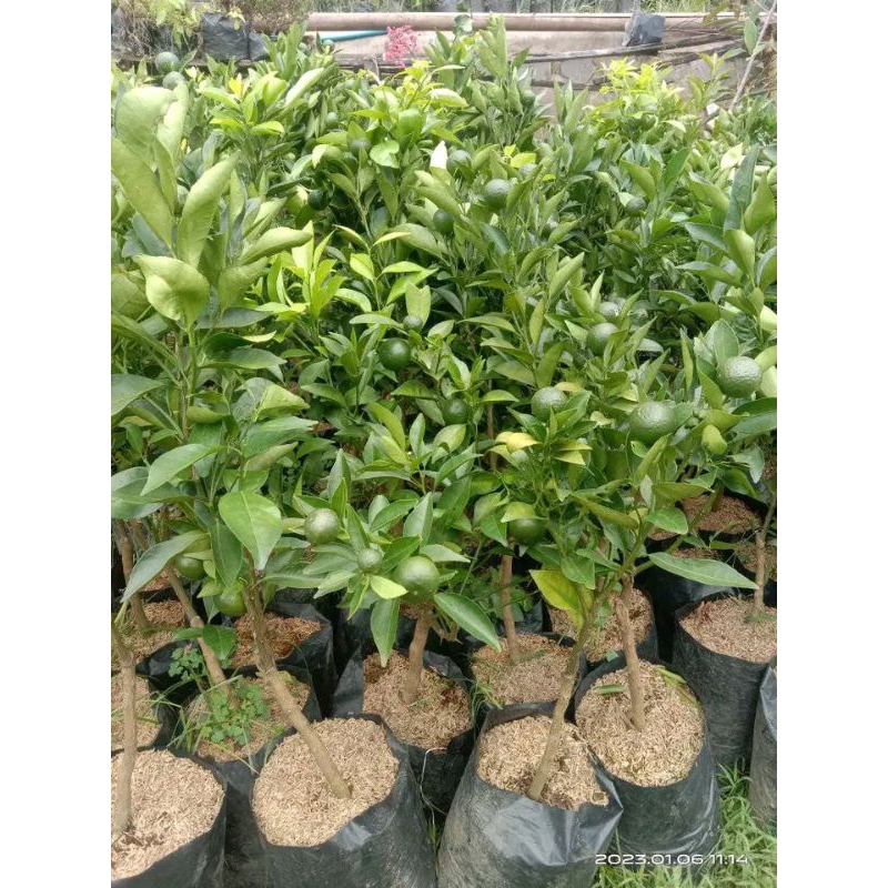 Bibit Jeruk Santang Madu Berbuah Asli