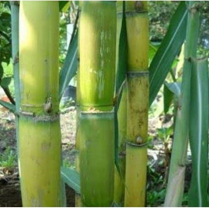 Tebu ijo,bibit tebu ijo kediri,bibit fresh,perpaket isi 5 batang