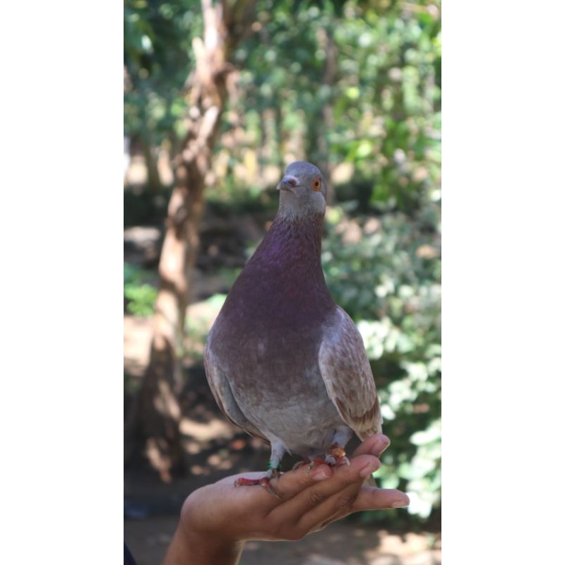 Sepasang Merpati Balap Ring PPMBSI 2022