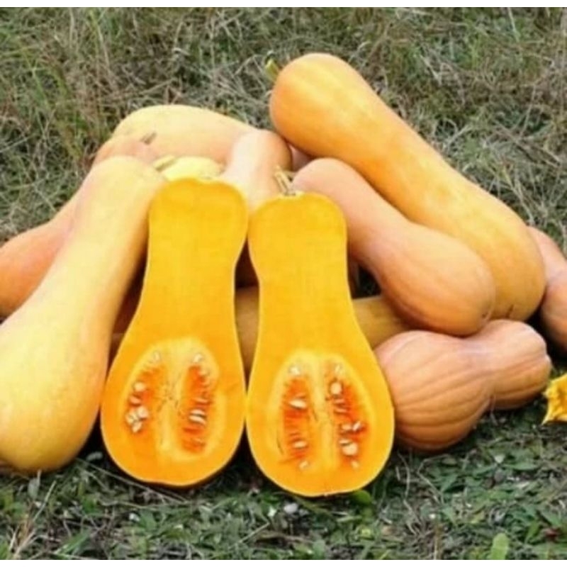 60 Benih labu Madu Butternut Squash, manis, Pumpkin waluh SUPER a
