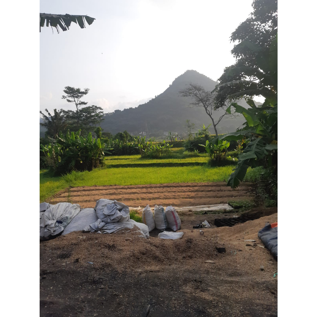 RB Sekam Fermentasi/Sekam Lapuk Karung Sedang