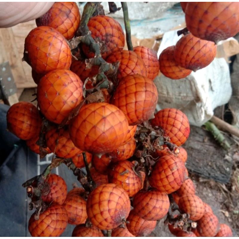

TERBAIK BUAH ROTAN BUAH JERNANG BUAH HOE SEGAR 500 gram