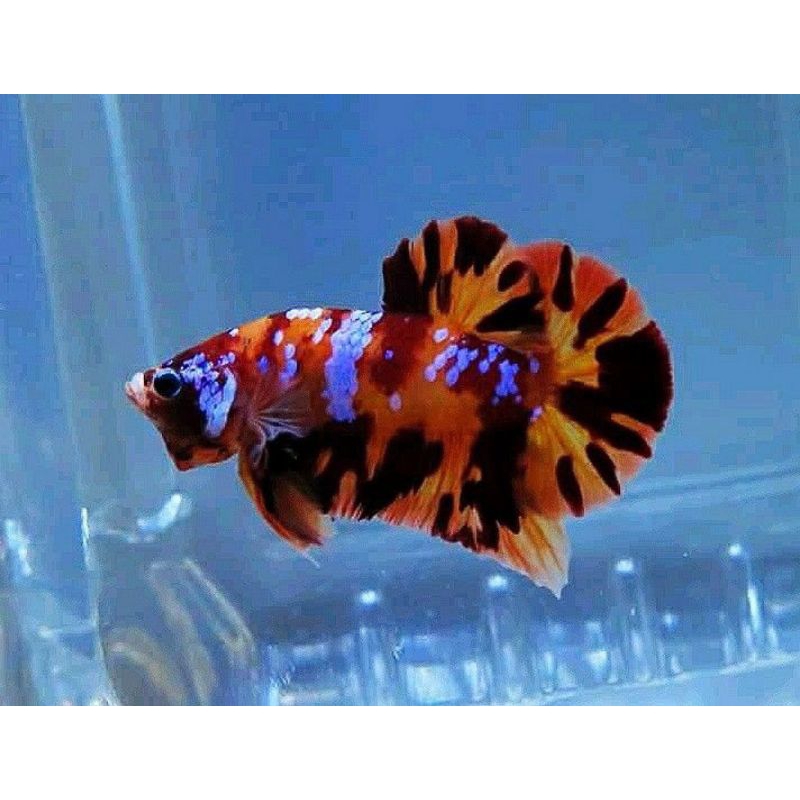 Ikan Cupang Nemo Sepasang