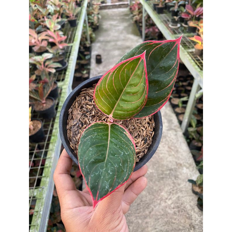 aglonema lipstik greg