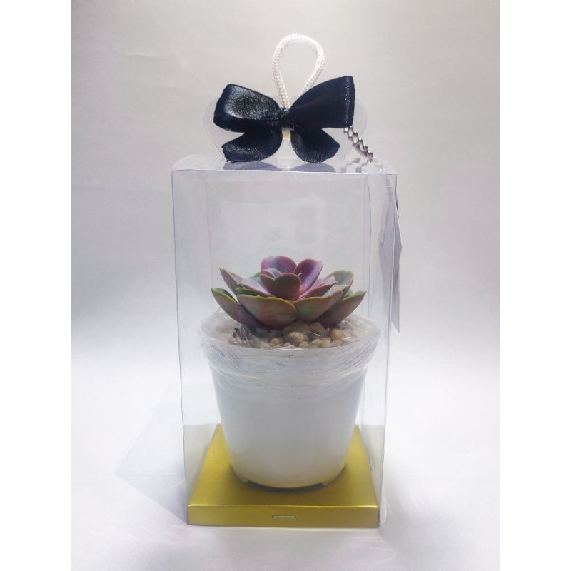 souvenir kaktus sukulen / gift kaktus sukulen