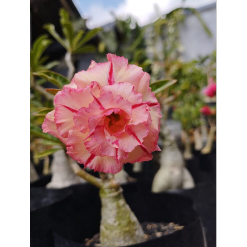 adenium tumpuk