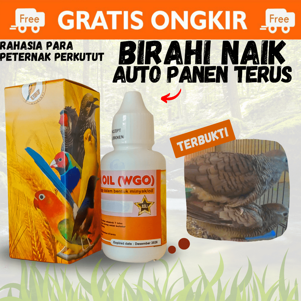 Vitamin Suplemen Jamu Obat Ternak Breeding Burung Perkutut Derkuku Agar Cepat Birahi Dan Bertelur