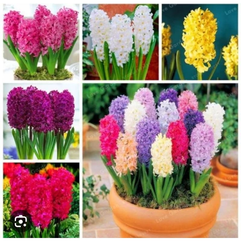 PROMO PAKET 6 BIBIT TANAMAN HIAS BAKUNG AMARILIS BUNGA WARNA WARNI