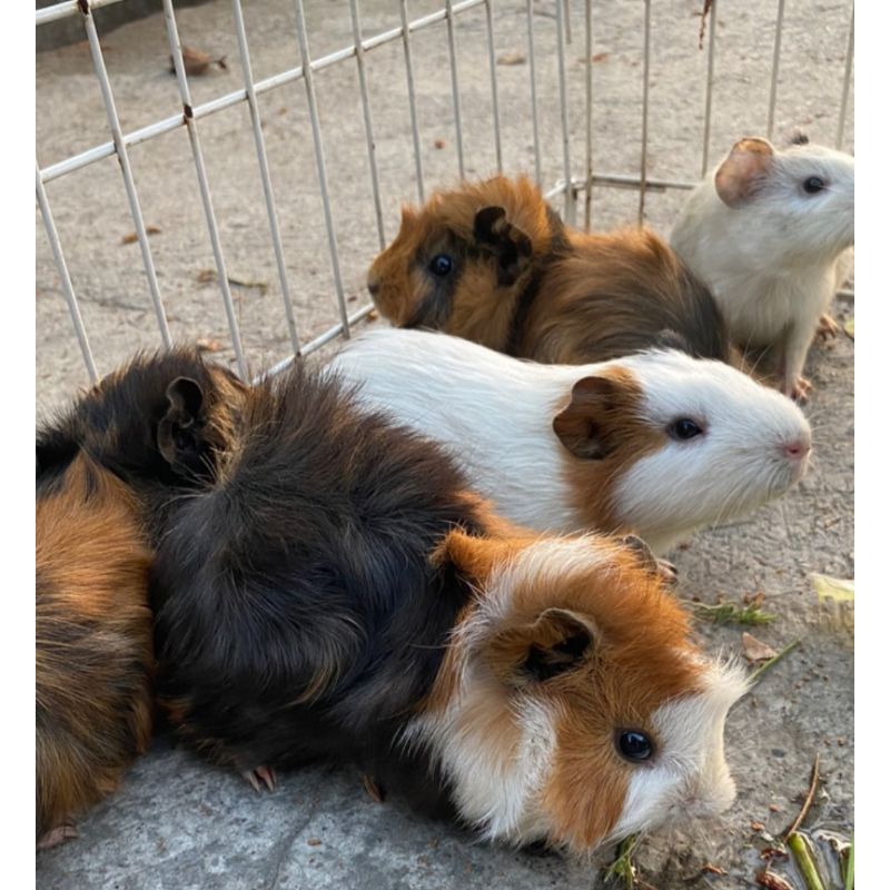 Marmut Guinea Pig