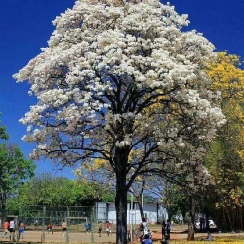 bibit tabebuya Putih 1 meter batang besar