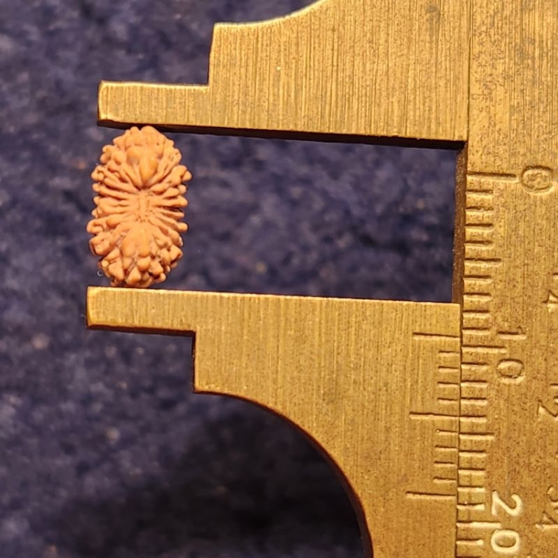 18 mukhi rudraksha small size