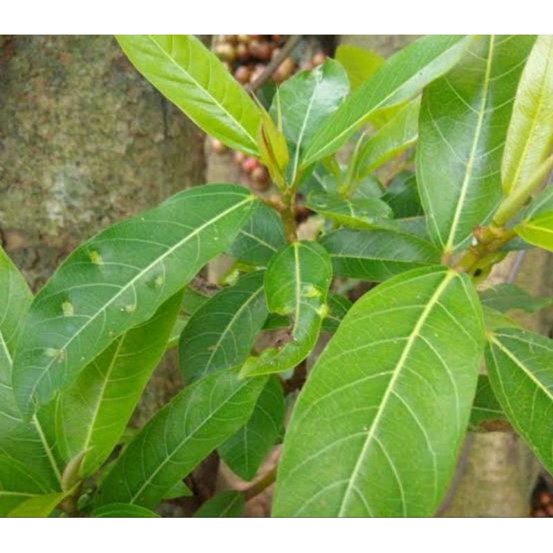 

Daun buah loa asli organik berat 100g untuk obat herbal