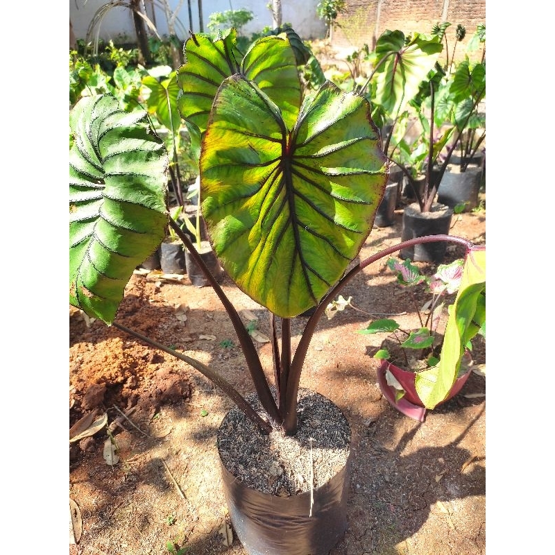 colocasia Pharaoh dewasa