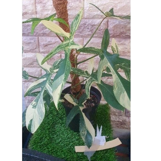 Florida beauty (Flobe) giant