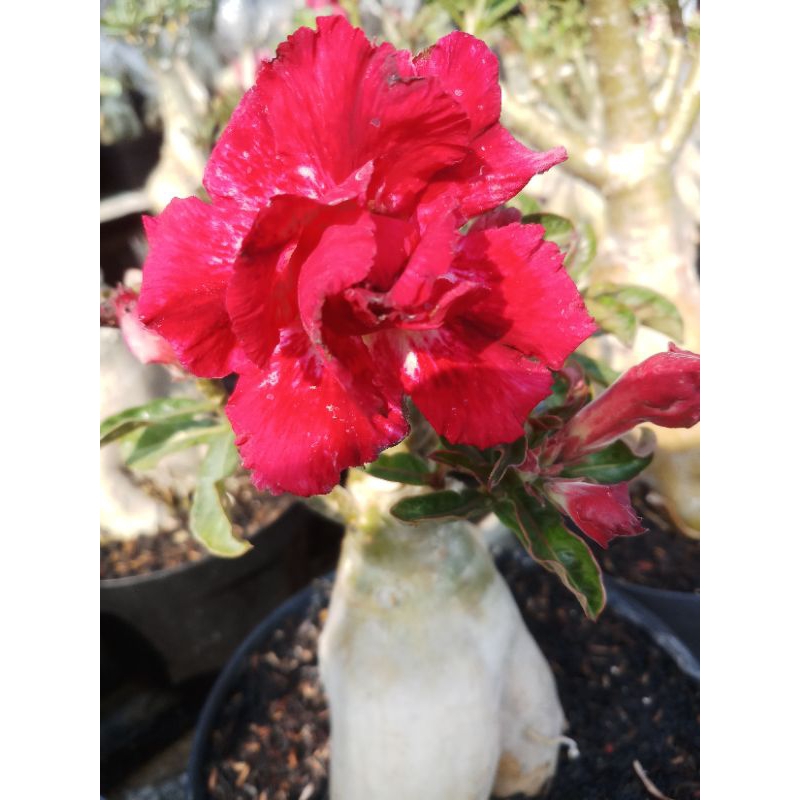 adenium graftingan & original