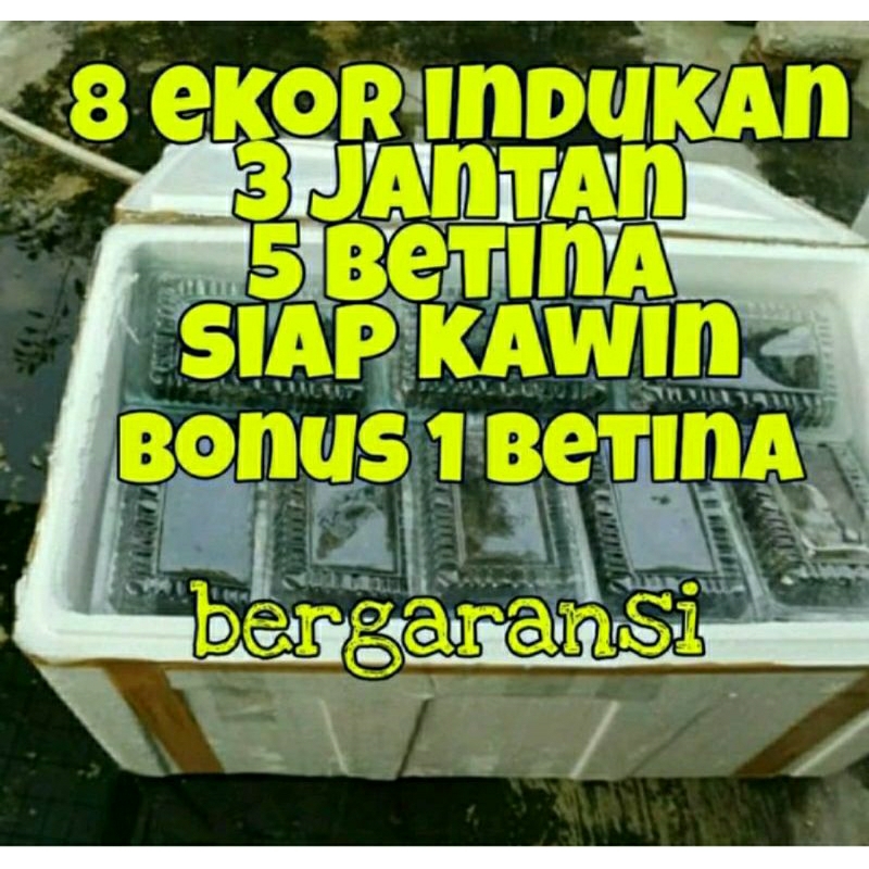 lobster air tawar budidaya lobster air tawar