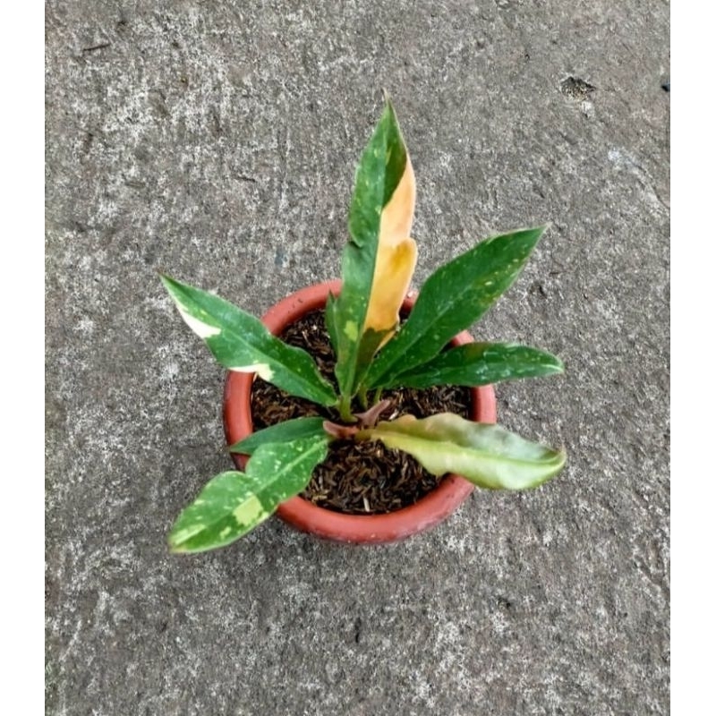 philodendron ring of fire varigata