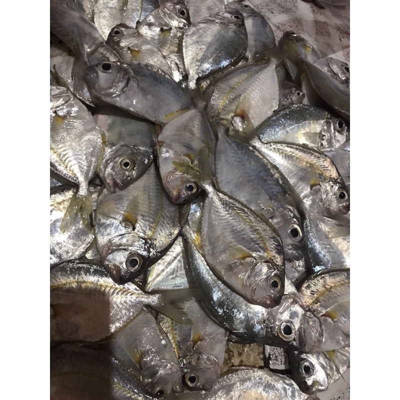

IKAN DODOG SEGAR 1KG FRESH FROZEN