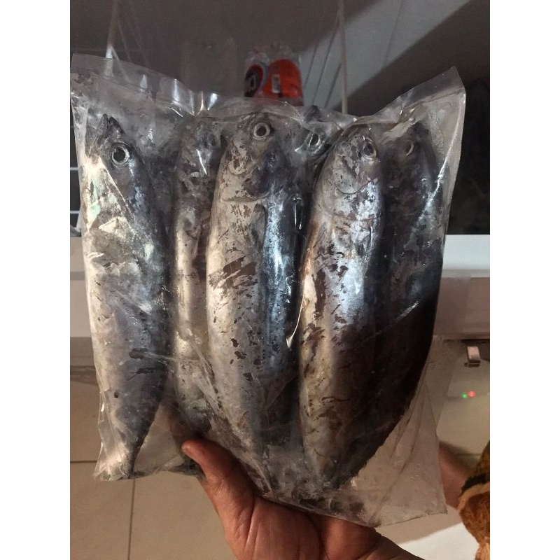 

IKAN TONGKOL SEDANG/TANGGUNG 1KG FRESH FROZEN