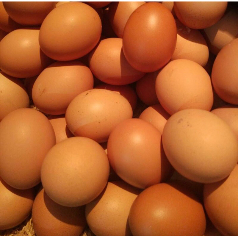 

Telur Ayam Negeri