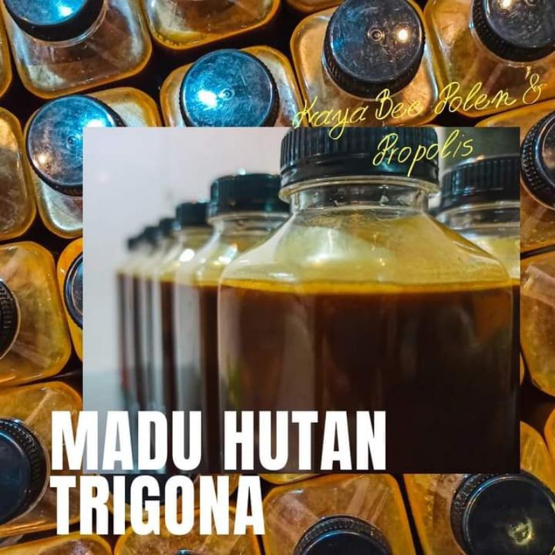 

madu trigona asli pedalaman
