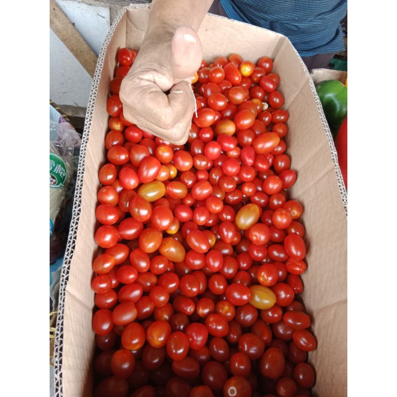 

RB22 tomat ceri kecil segar jual per 500gr ya kak