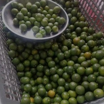 

Jeruk Kasturi/lemon cui/songkit paket 1 kg