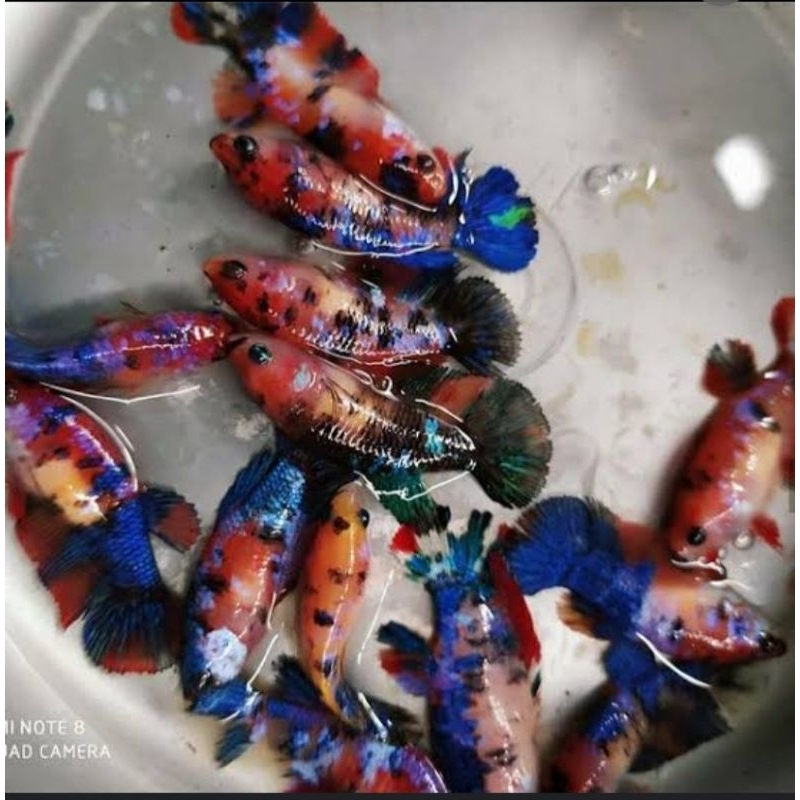 cupang betina nemo koi galaxy,berkwalitas cocok hiasan aquarium