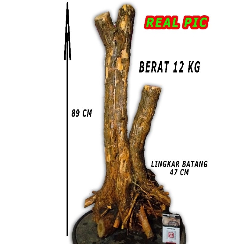 BAHAN BONSAI DONGKELAN SISIR/KALIAGE JUMBO GAYA FORMAL TINGGI 89CM (REAL PIC)